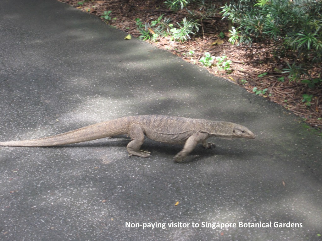 007 Singapore Botanical Gardens 2