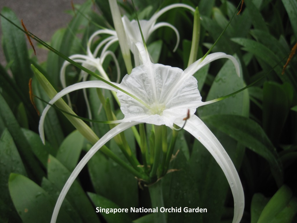 009 Singapore Orchids 1