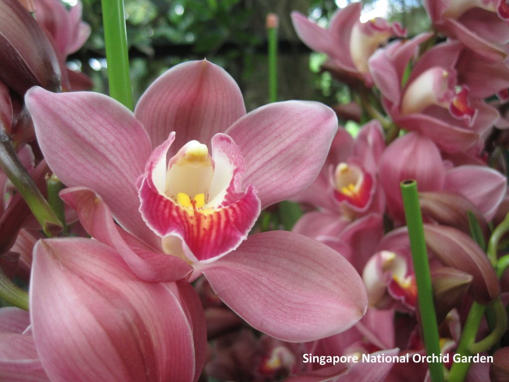 011 Singapore Orchids 3